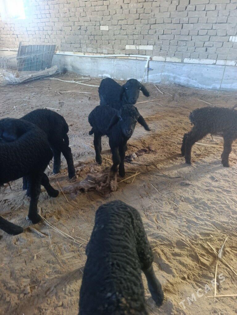 guzy - Ýolöten - img 1