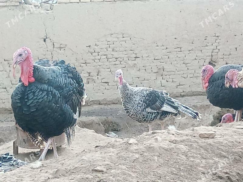 induk - Байрамали - img 1