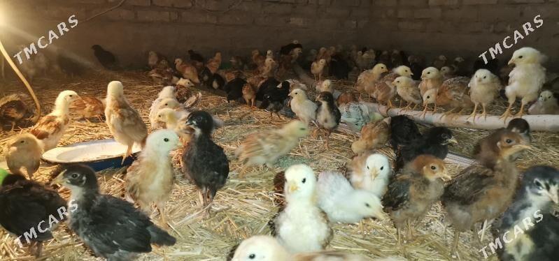 Juyje - Гурбансолтан Едже - img 1