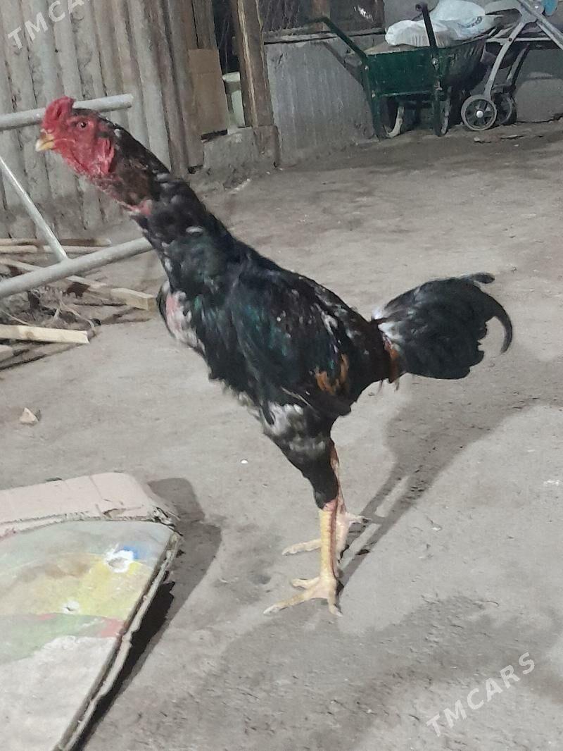 horaz - Büzmeýin - img 1