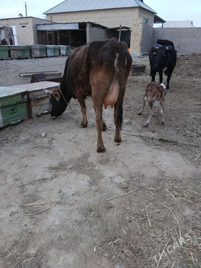 goleli sygyr - Babadaýhan - img 1