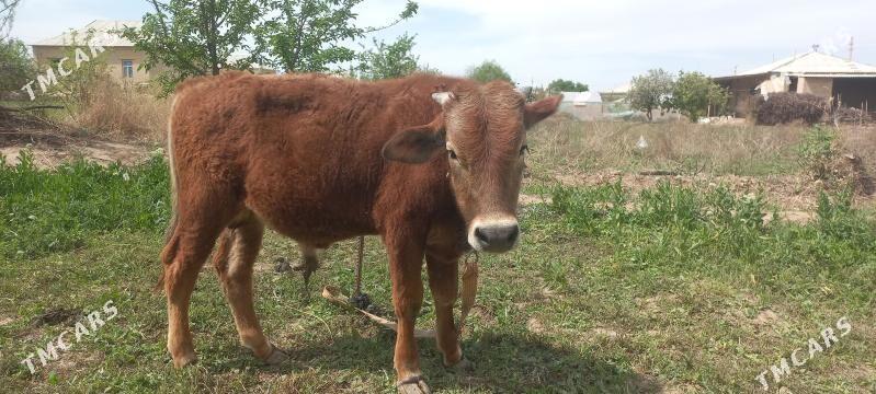 Öküzçe - Сакарчага - img 1