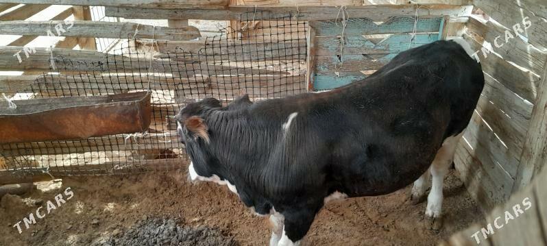 Okuz - Эсенгулы - img 1