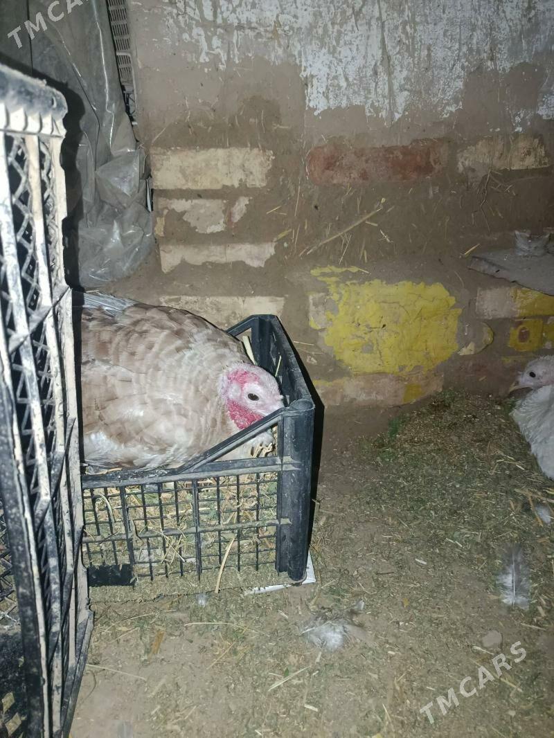 kurk induk ikii sany - Türkmengala - img 1