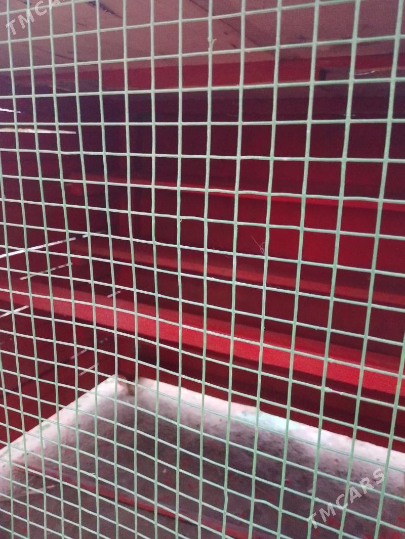 Gus ketek - Murgap - img 1