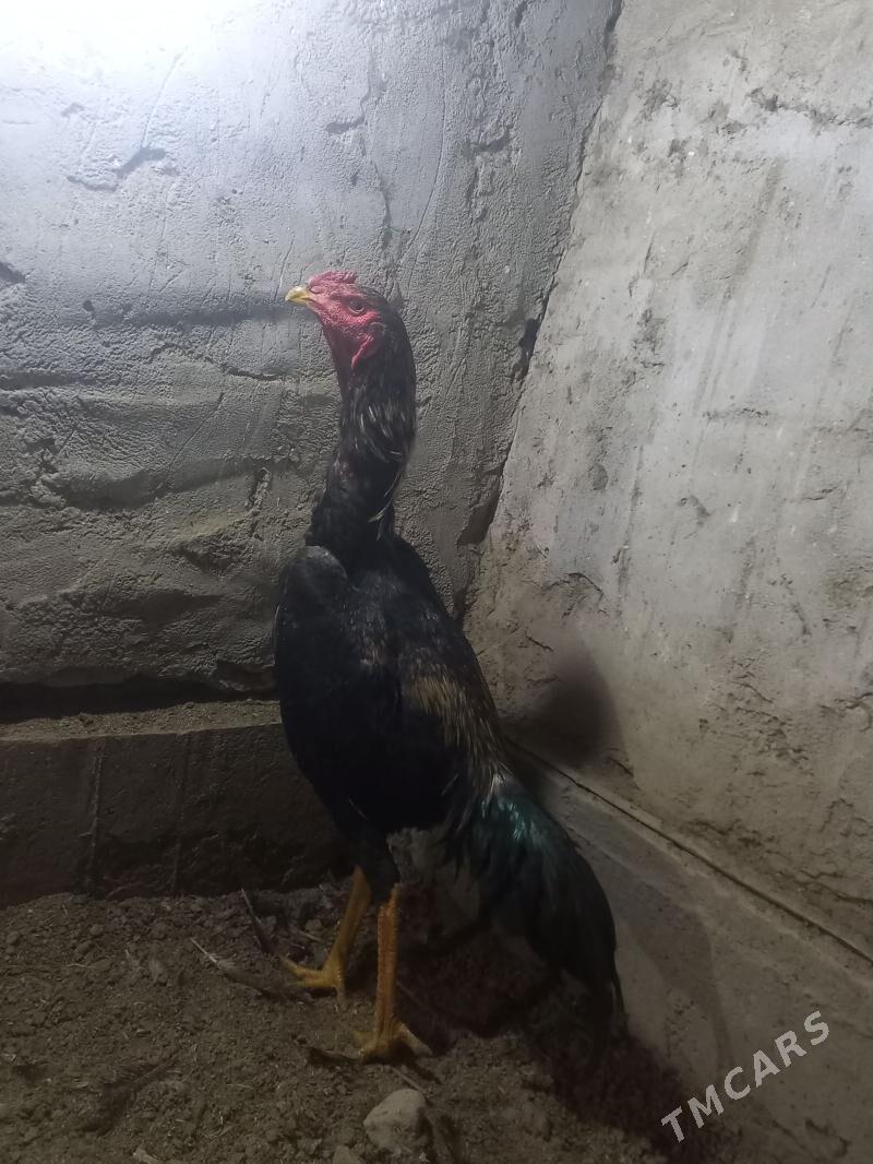 horaz juuehoraz juje - Çärjew - img 1