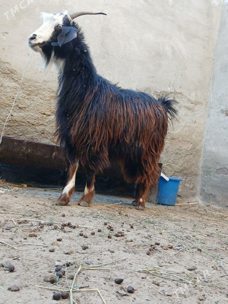 Owlakly geci - Туркменбаши - img 1