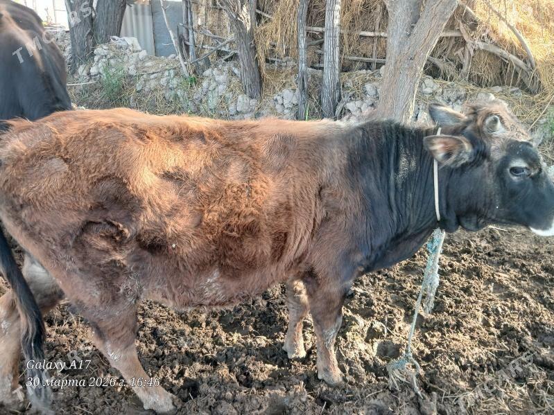 окиз - Туркменабат - img 1