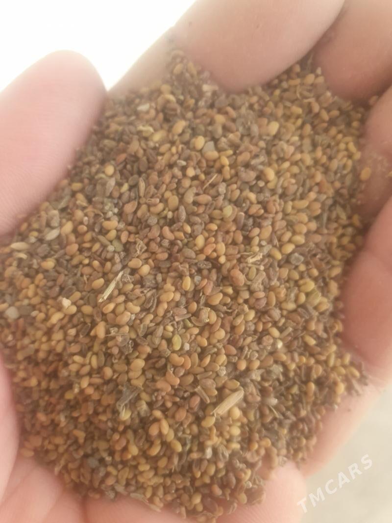 Ýorunja tohum - Гёкдепе - img 1