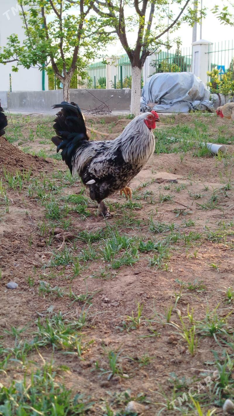 Brama horaz - Тязе заман - img 1