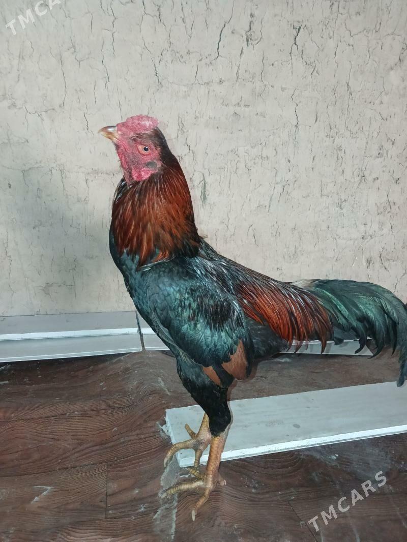 horaz - Daşoguz - img 1