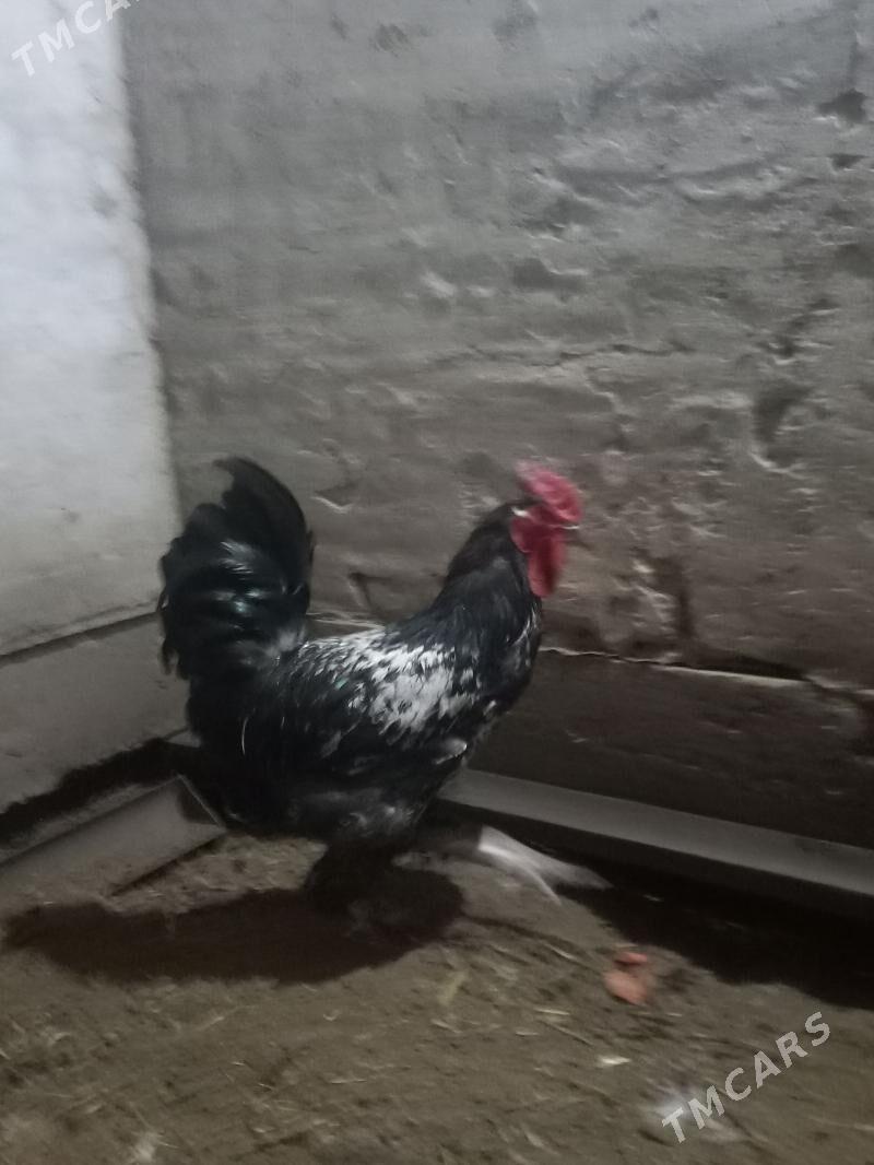 horaz - Çärjew - img 1