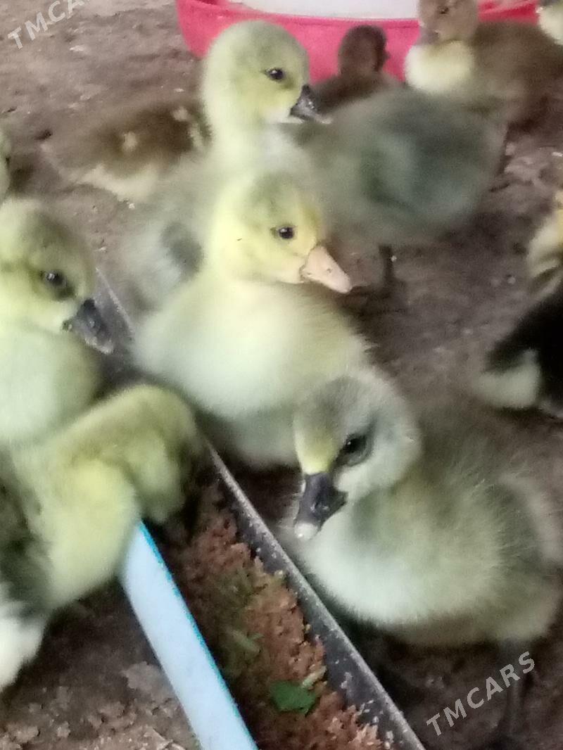 indautga gus martin jüýje - Garagum etraby - img 1