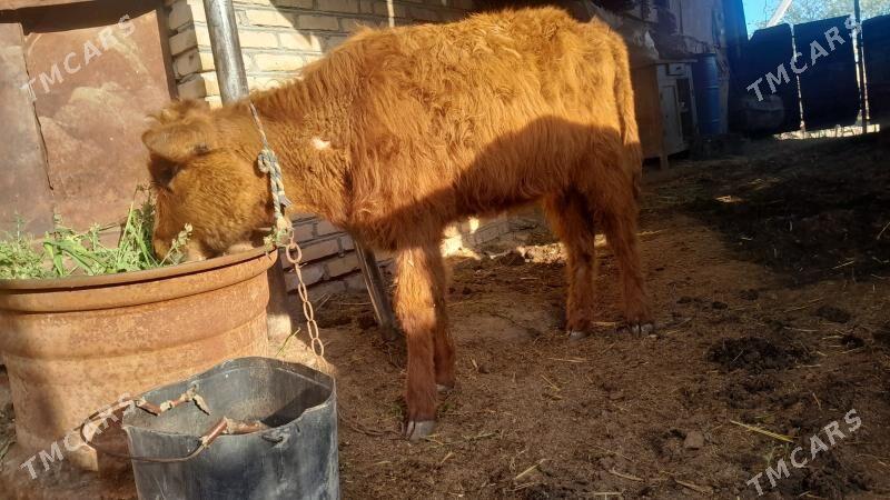 gulajynlar - Murgap - img 1