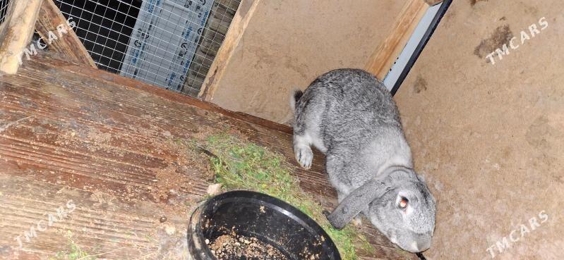 towshanlar - Туркменабат - img 1