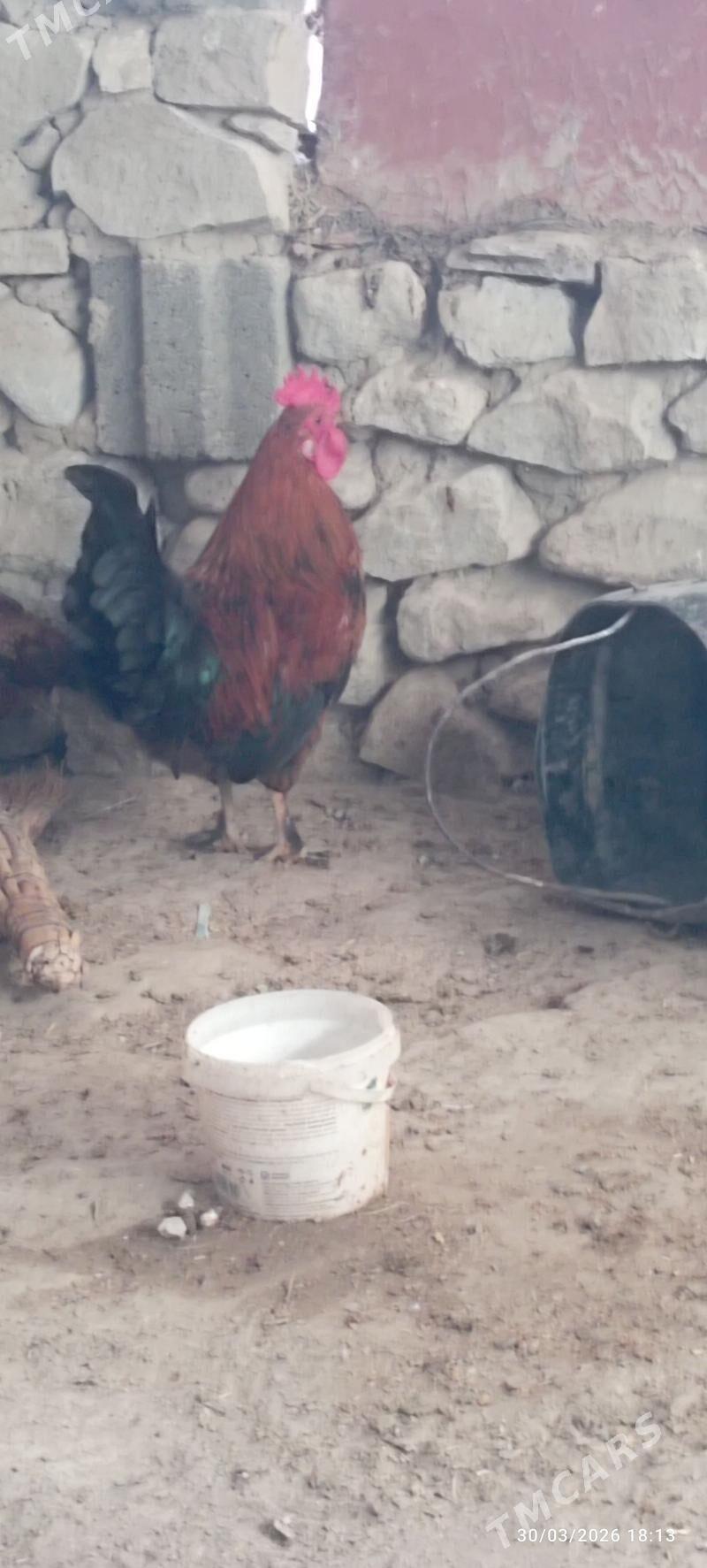 Horoz - Берекет - img 1