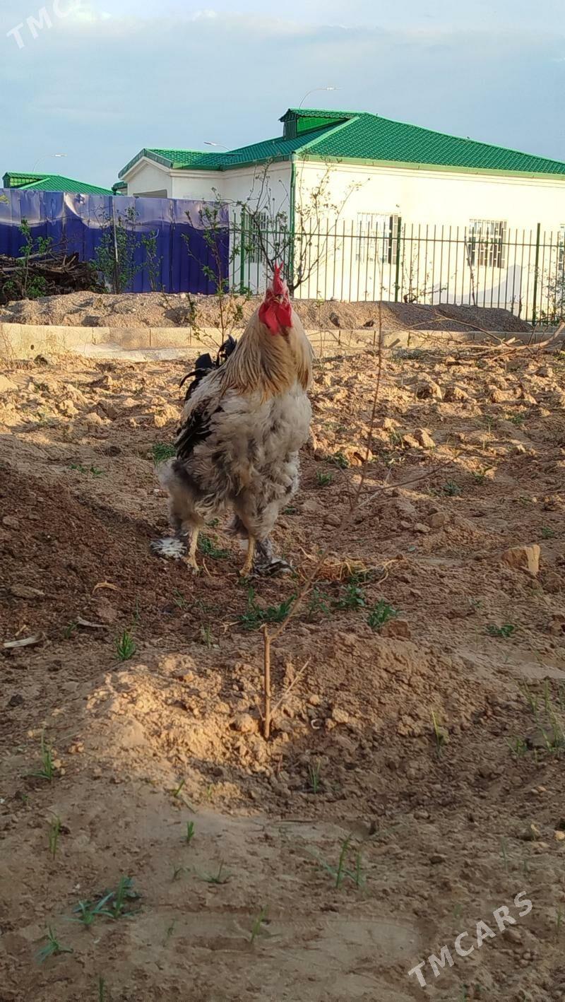 Brama horaz - Täze zaman - img 1