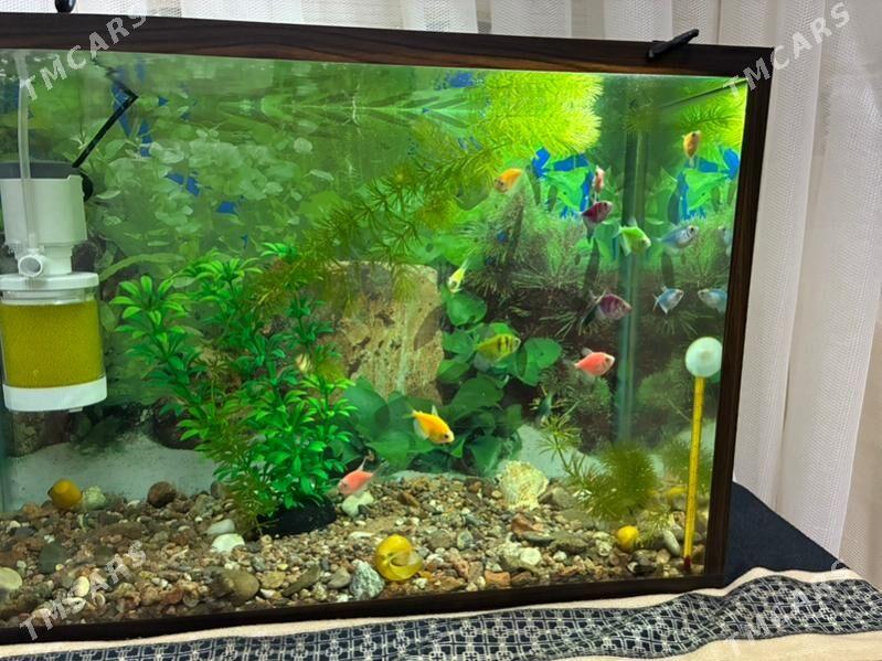 Аквариум - Ашхабад - img 1