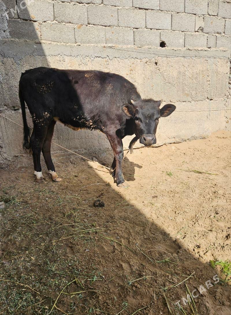 Tuwe - Гёкдепе - img 1