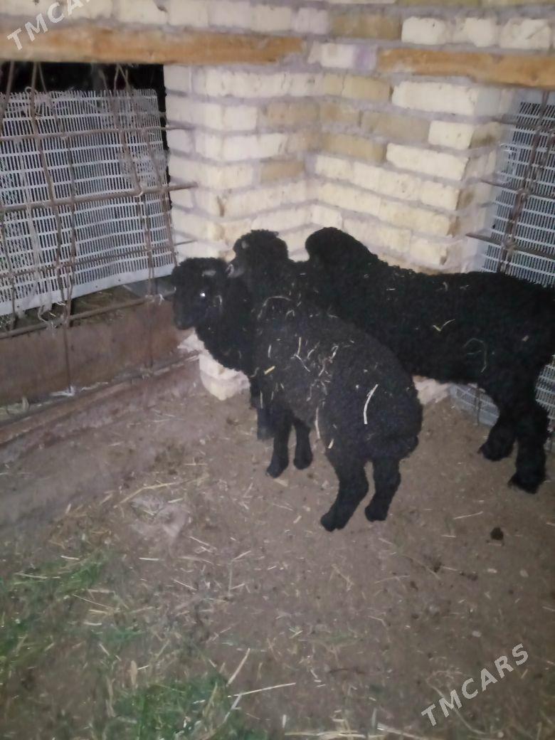 guzylar - Фарап - img 1