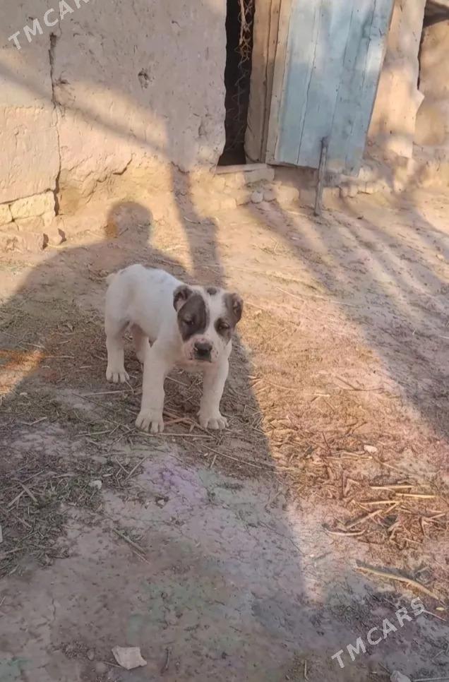 Tupan - Akdepe - img 1