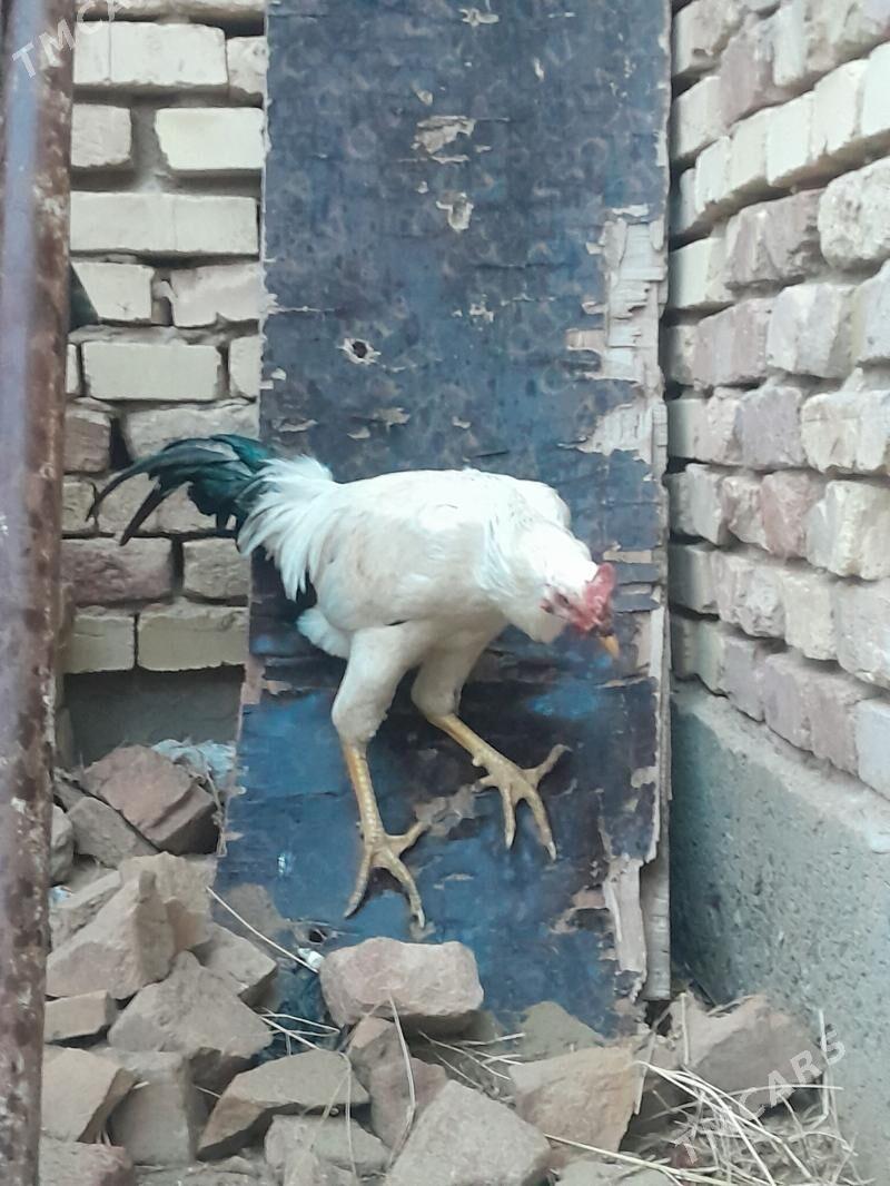 Mitiz - Сейди - img 1