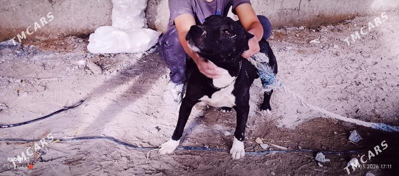 pidbul - Çärjew - img 1