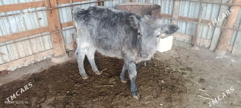 sygyr - Kaka - img 1