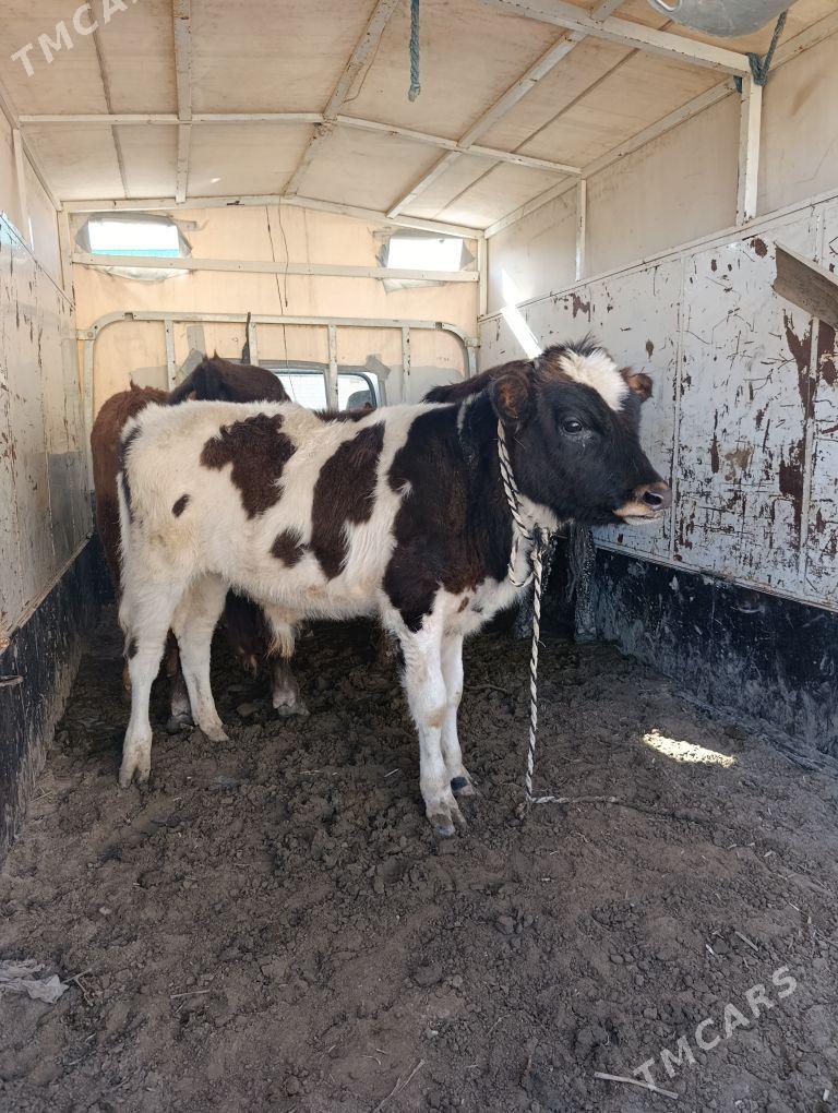 okuz - Бабадайхан - img 1