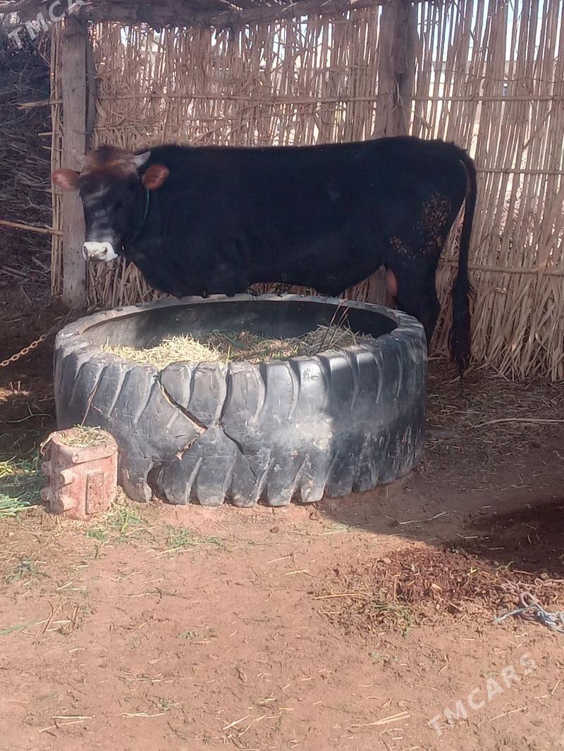 okuz - Бабадайхан - img 1