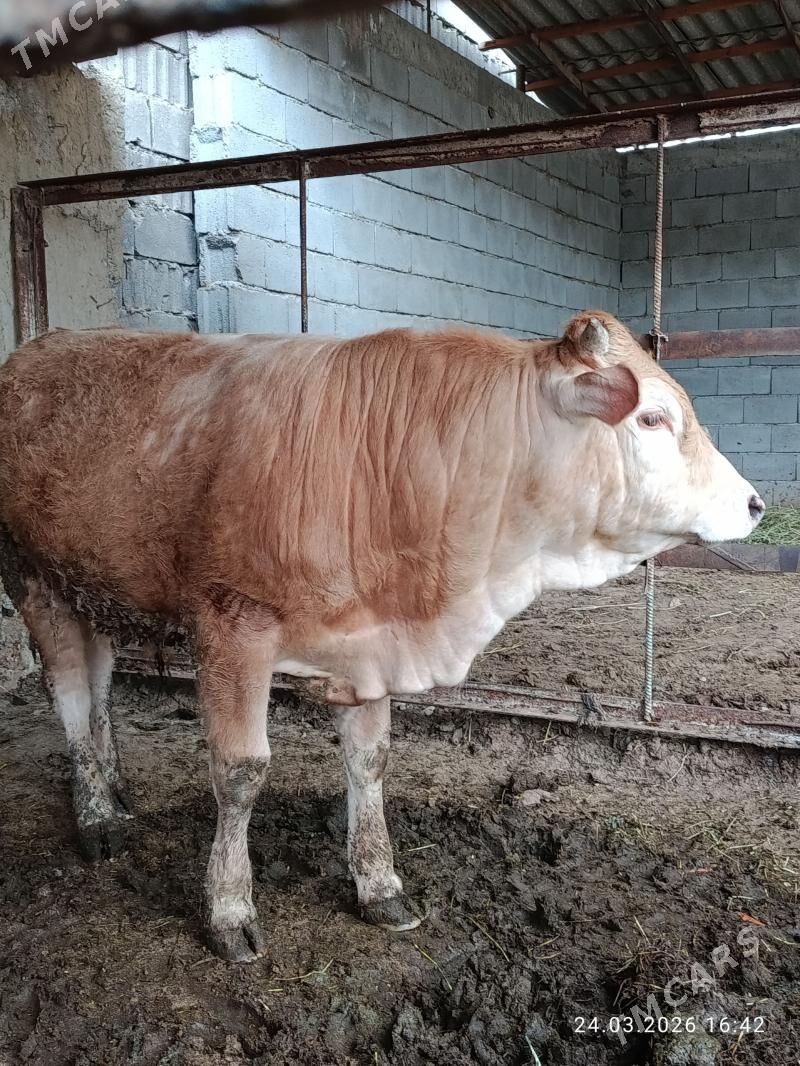 okuz - Aşgabat - img 1