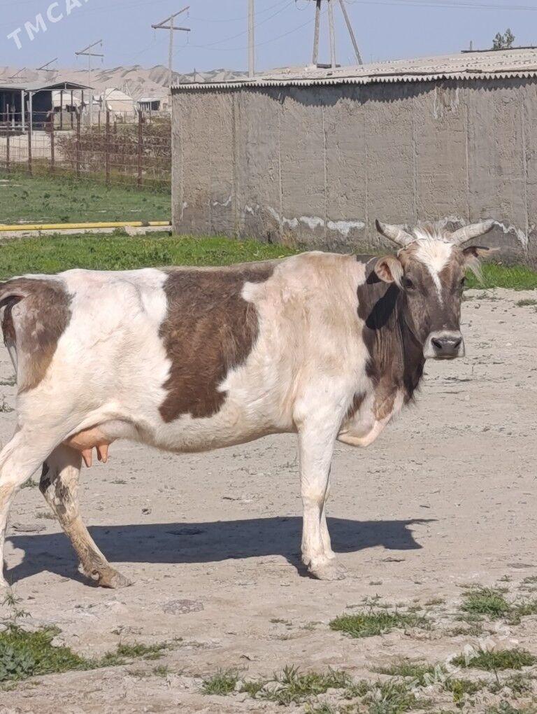 tohum goleli sygyrlar - Etrek - img 1