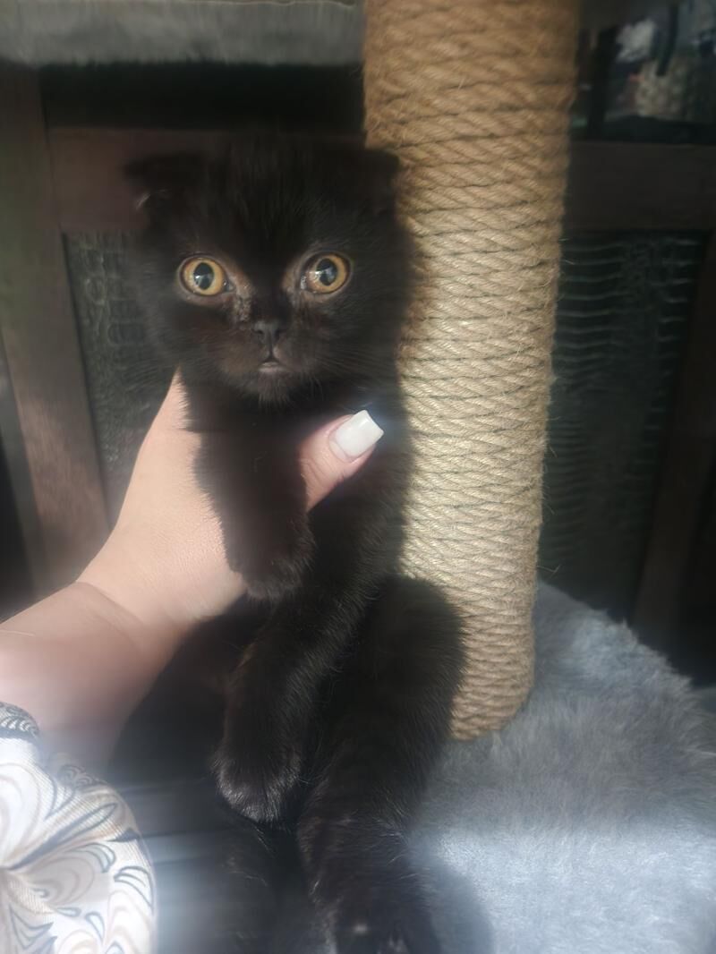 Шотландские котята - Aşgabat - img 1