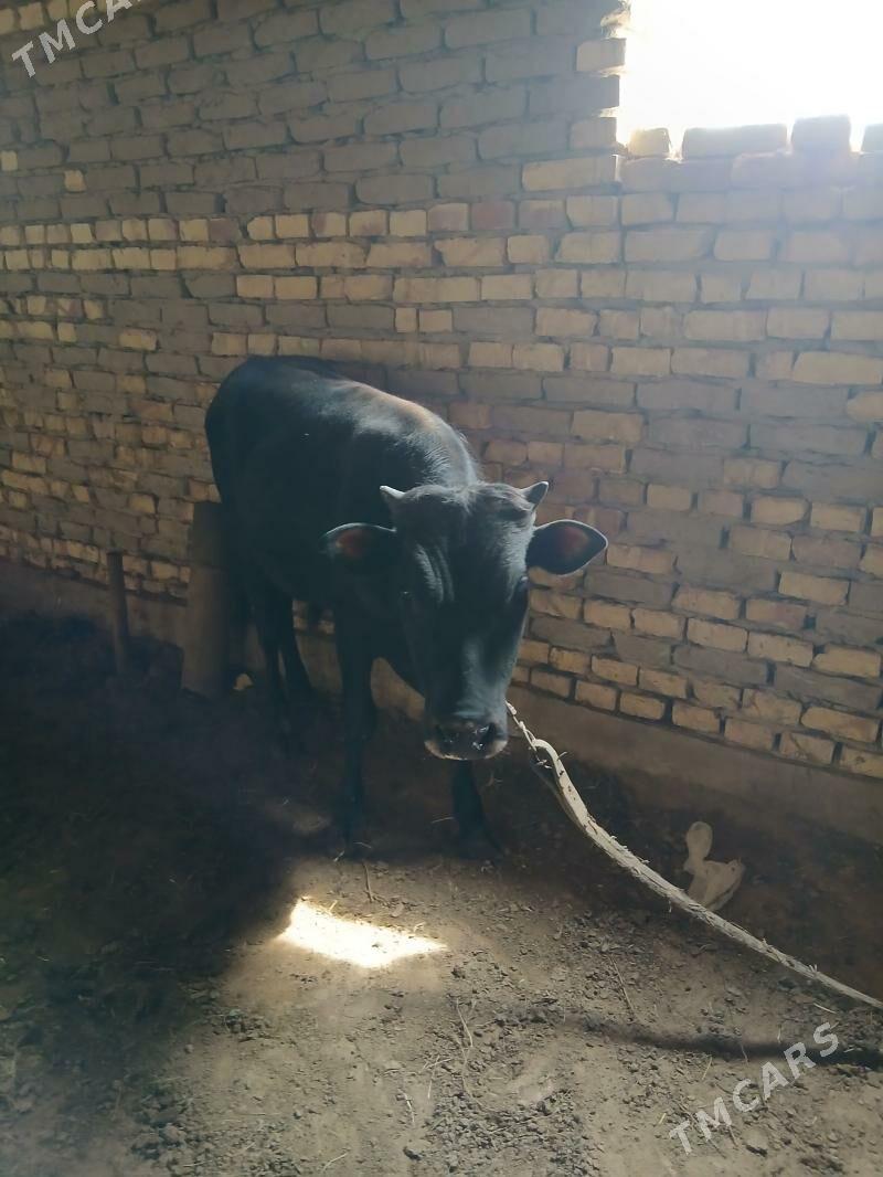 okuz - Мары - img 1