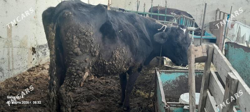 sygyr,tuwe - Бахарден - img 1