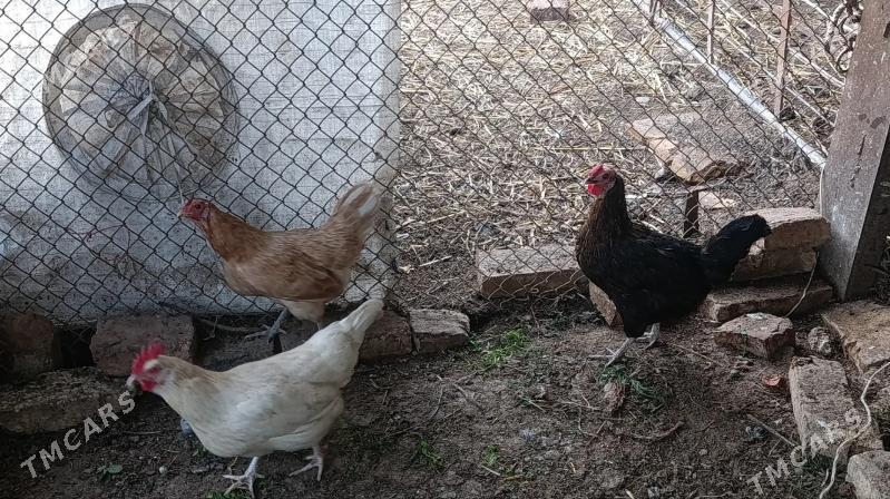 towuk - Чарджоу - img 1