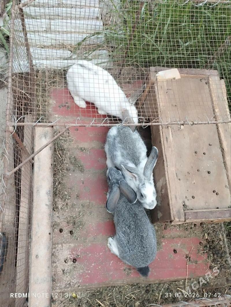 товшан - Фарап - img 1