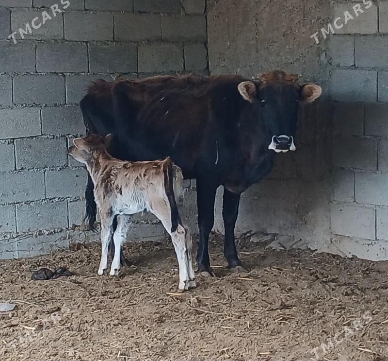 goleli sygyr - Herrikgala - img 1