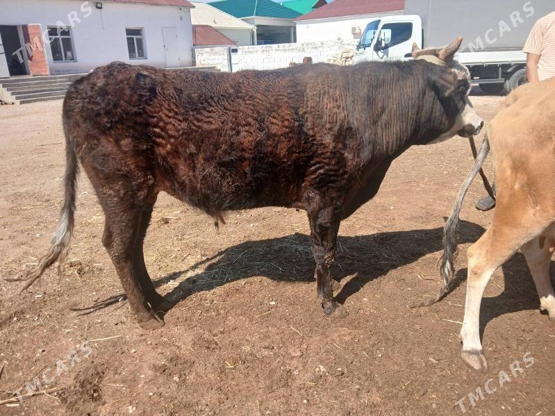 окузлер - Балканабат - img 1