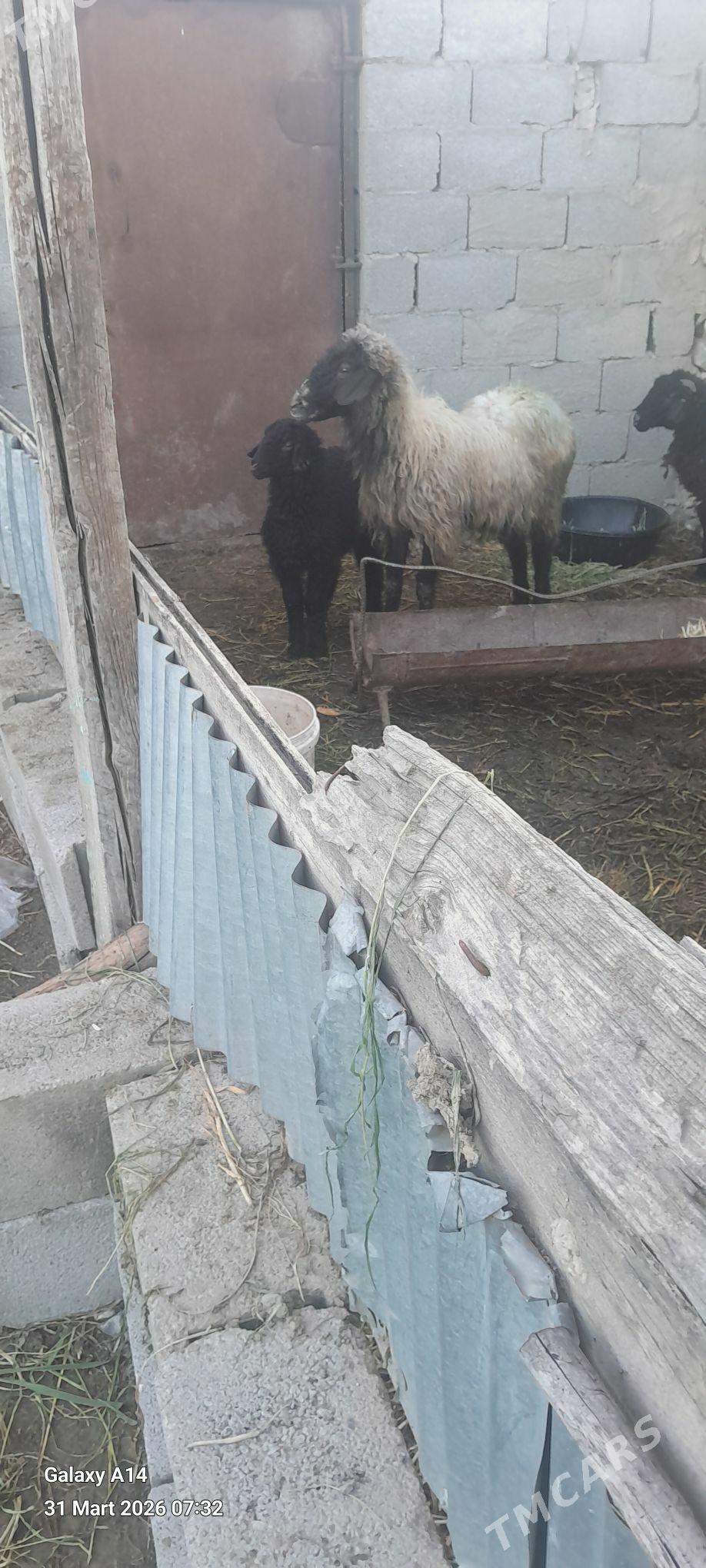 guzuly goyun issek - Bäherden - img 1