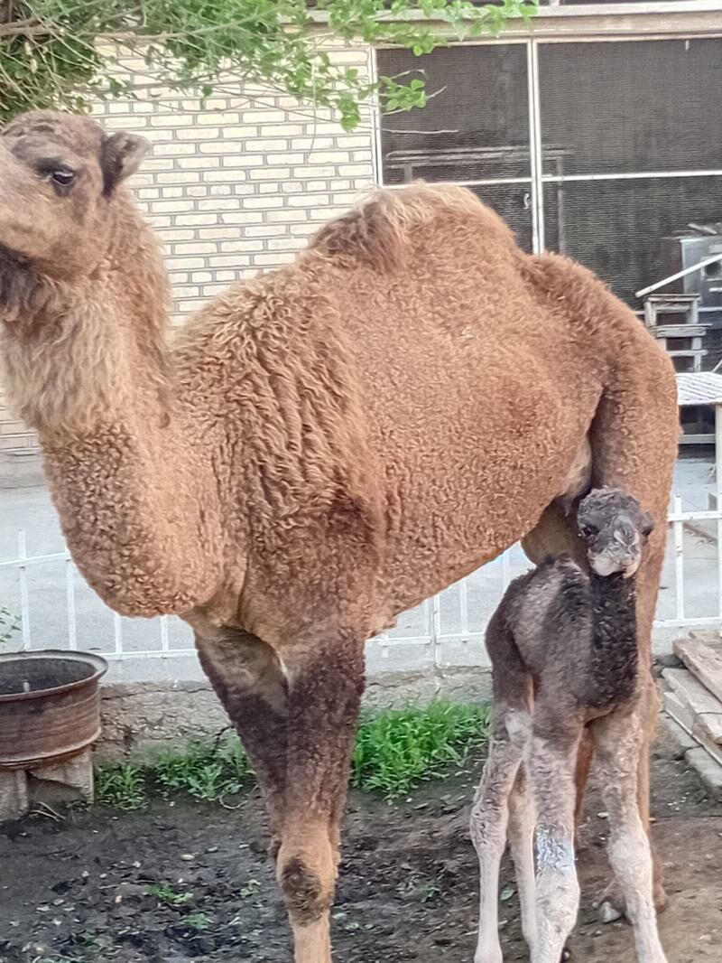 Düýe inen köşekli - Теджен - img 1