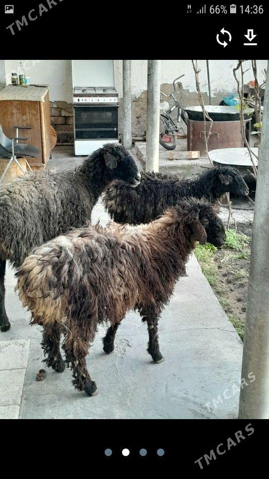 Tokly - Hitrowka - img 1