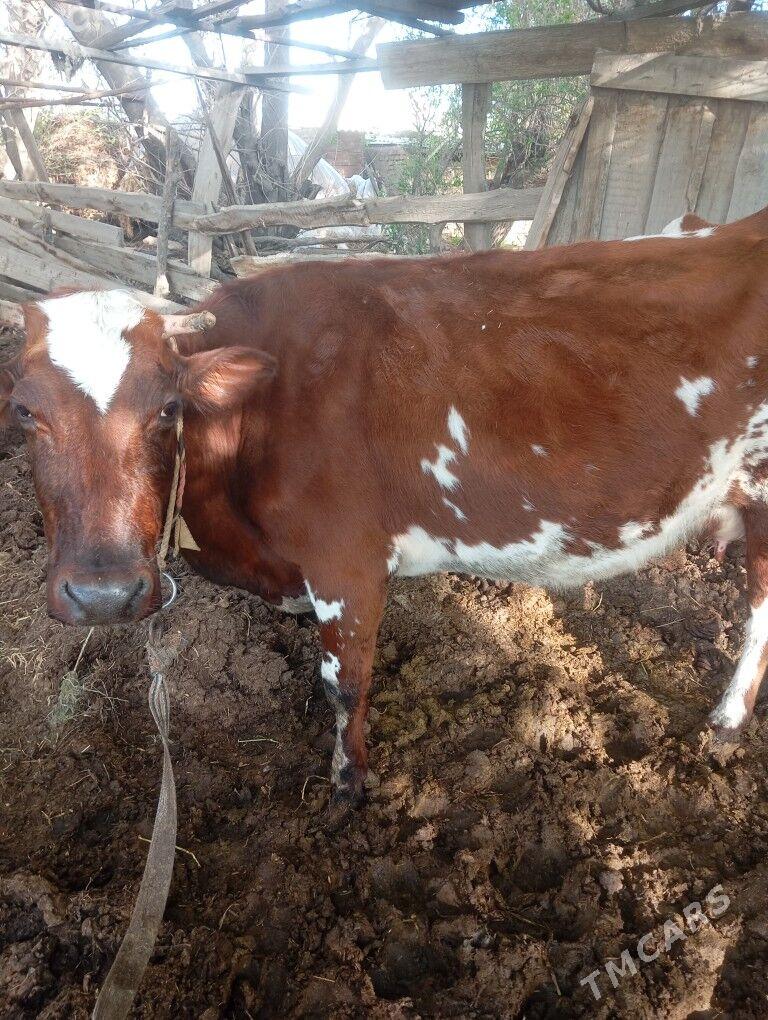 goleli sygyr - Мары - img 1