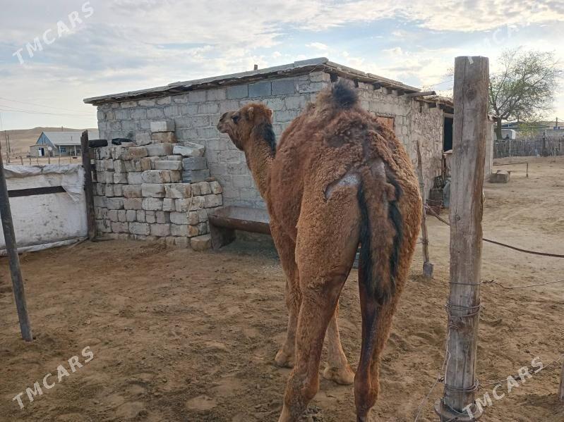 Duye - Балканабат - img 1