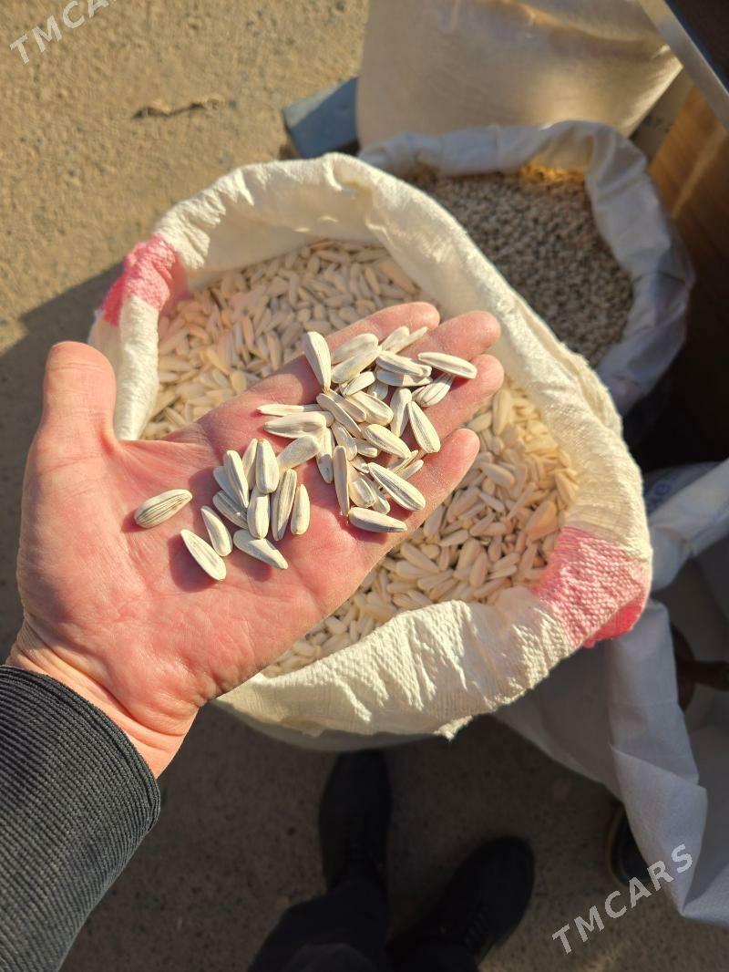 tohum çigit - Байрамали - img 1