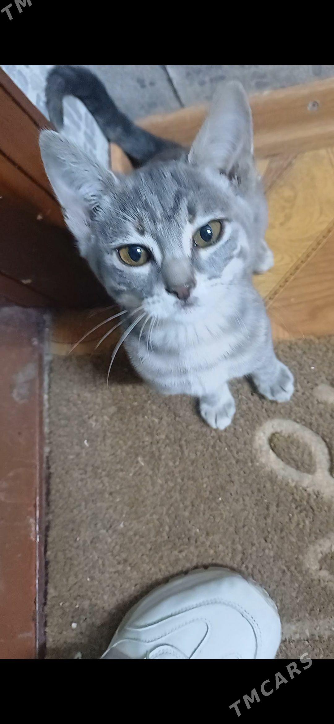 Кошечка 2мес - Ашхабад - img 1