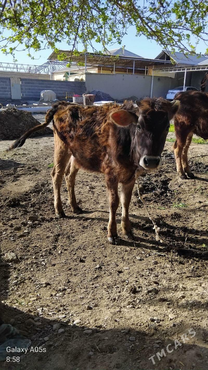 tûwe - Бахарден - img 1