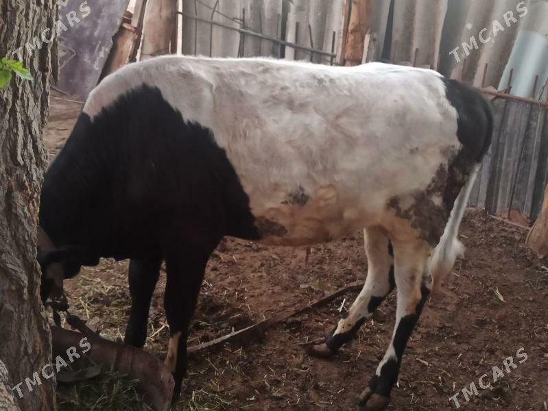 okuz - Sakarçäge - img 1