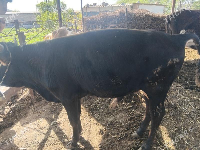 okzje - Векильбазар - img 1