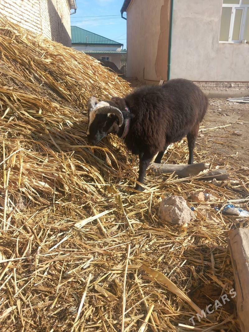 Goc - Şabat etr. - img 1